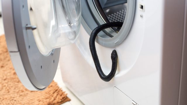 A black venomous snake hangs from the drum of the washing machine in the bathroom.