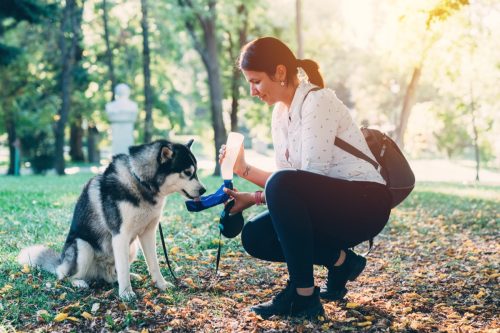 Young woman in the park giving water to dog from dog water bottle