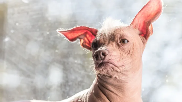 A Mexican hairless dog, xoloitzcuintle