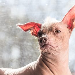 A Mexican hairless dog, xoloitzcuintle