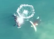 Video Shows Orcas Killing and Eating Great White Sharks For the First Time