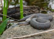 A water snake sitting on a rock next to a lake