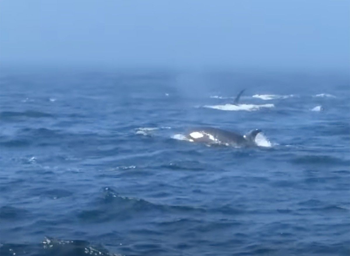 Two Humpback Whales Battle Killer Whales to Protect Sea Lions