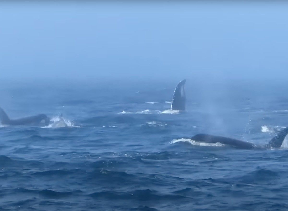 Two Humpback Whales Battle Killer Whales to Protect Sea Lions