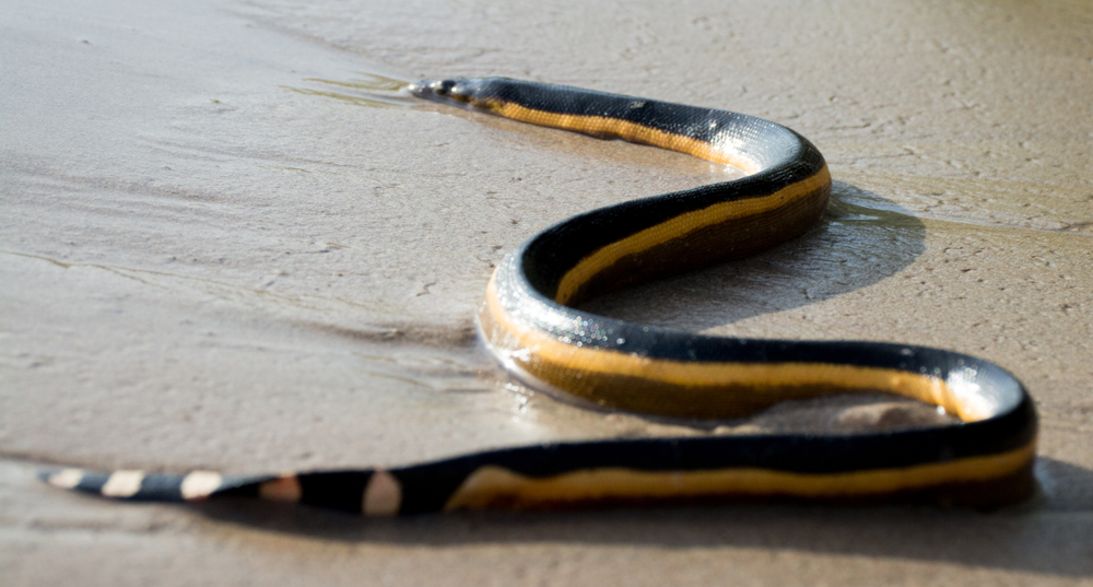 A sea snake washed up on a beach