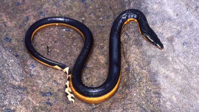 A yellow bellied sea snake lying on a rock