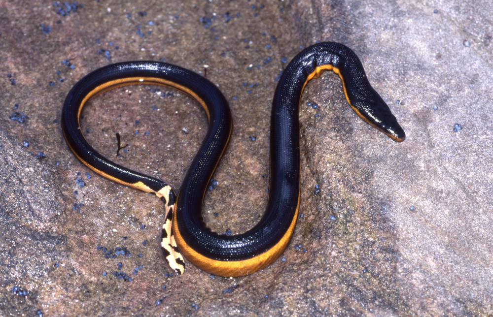 Mořský had se žlutým břichem ležící na skále