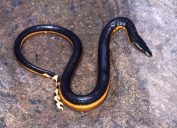 A yellow bellied sea snake lying on a rock