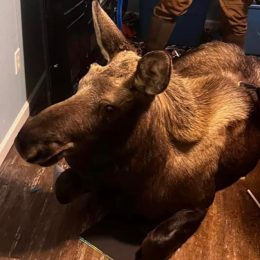 Firefighters Rescue 500 lb Baby Moose After It Falls Through Window and Into a Basement