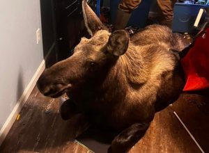 Firefighters Rescue 500 lb Baby Moose After It Falls Through Window and Into a Basement