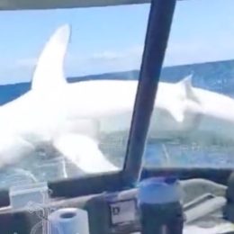 Massive Shark Jumps on Fishing Boat. "It Was Jumping Around." "Bonkers!"
