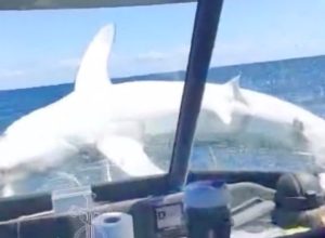 Massive Shark Jumps on Fishing Boat. "It Was Jumping Around." "Bonkers!"