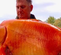 Man Caught a Gigantic 67-Pound Goldfish Nicknamed "The Carrot"