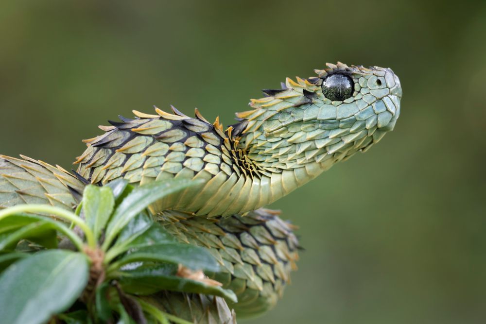 A closeup of an Atheris hispida snake