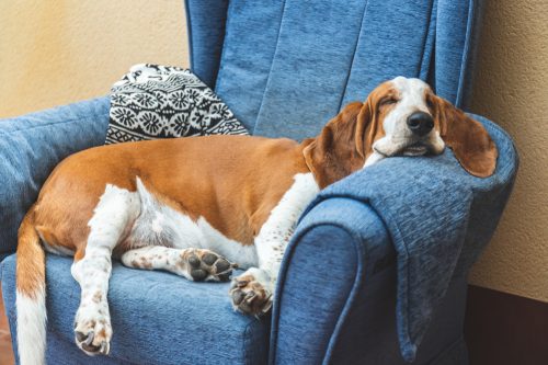 A Basset Hound sleeping on a chair