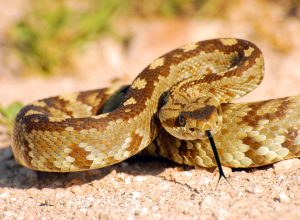 A blacktail rattlesnake coiled on the ground
