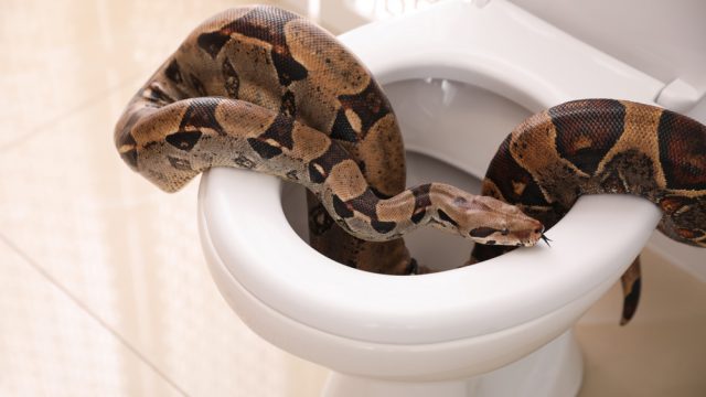 A boa constrictor snake crawling around a toilet