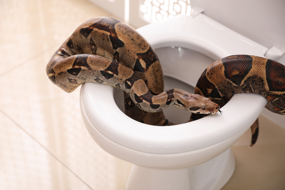 Woman Finds Snake in Her Toilet After Vacation — Best Life