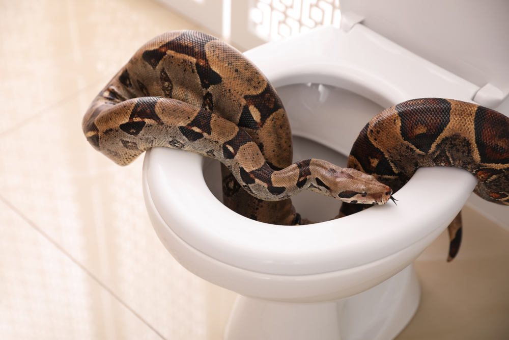 A boa constrictor snake crawling around a toilet