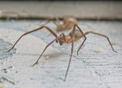 A closeup of a brown recluse spider on a cement floor