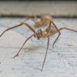 A closeup of a brown recluse spider on a cement floor