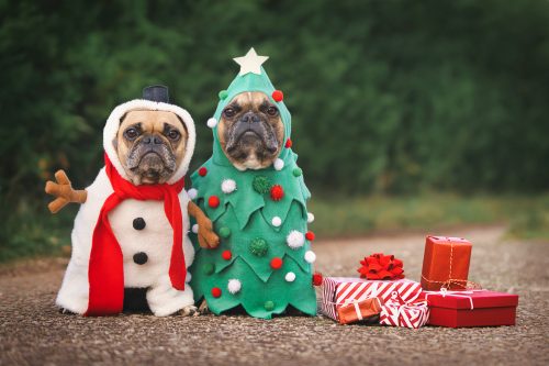 two dogs in Christmas costumes