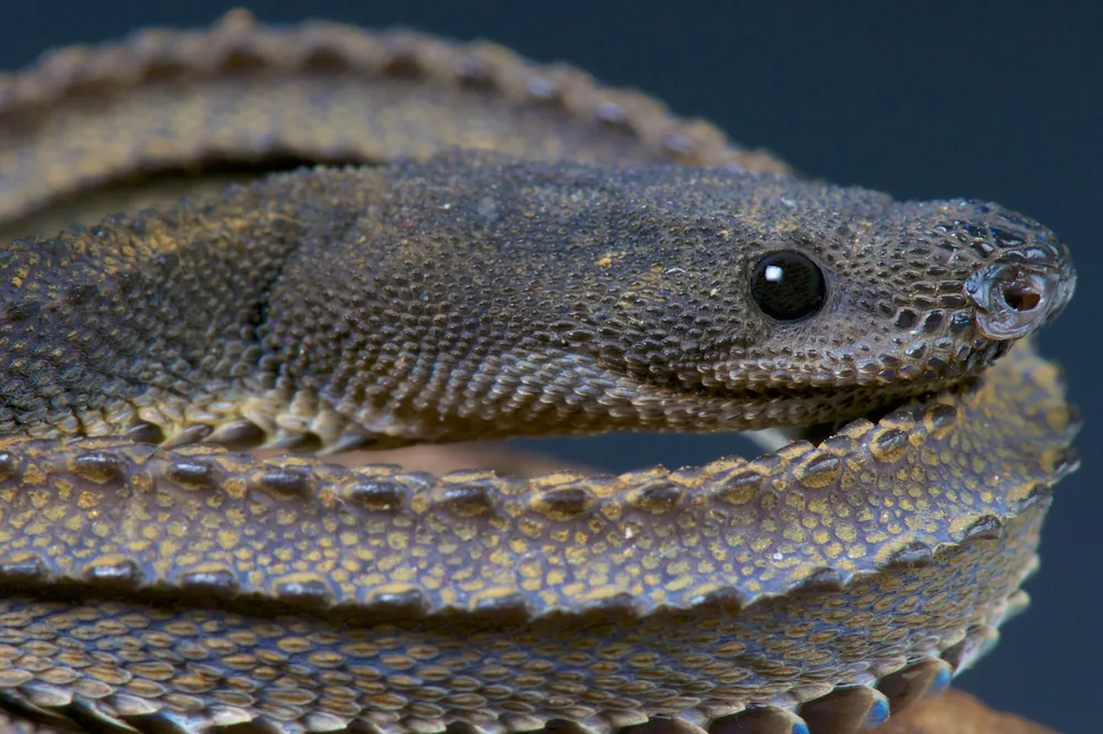 A closeup of a dragon snake