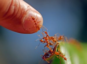 A pile of fire ants climbing onto a human finger
