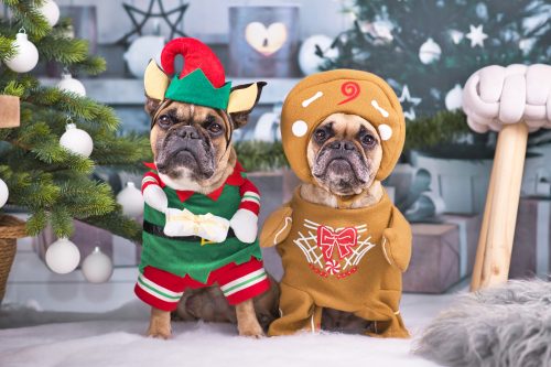dogs dressed up in Christmas costumes