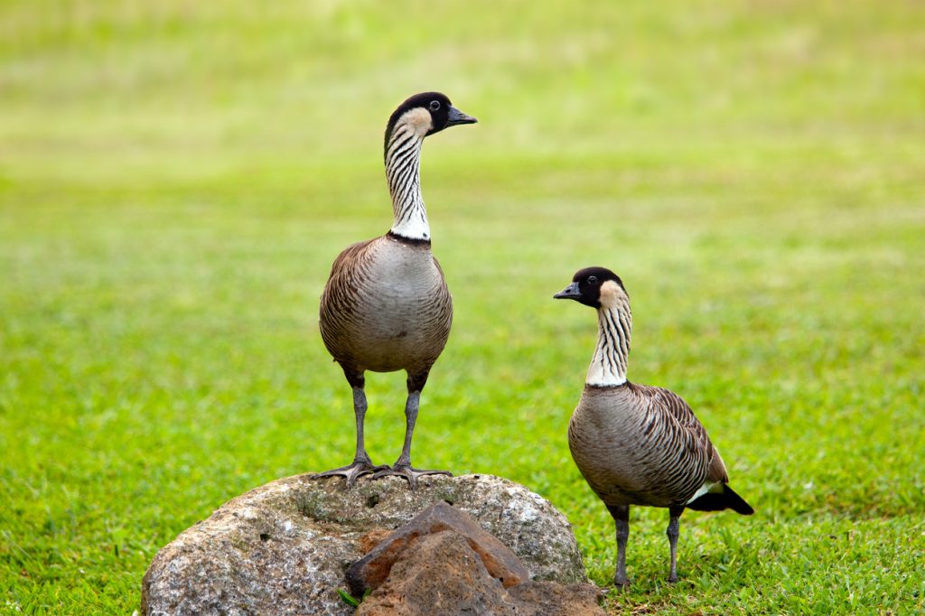 A pair of nene Hawaiian geese standing on grass