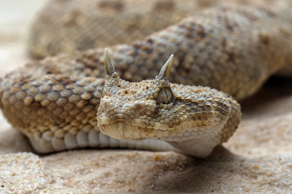 A closeup of a horned desert viper on sand