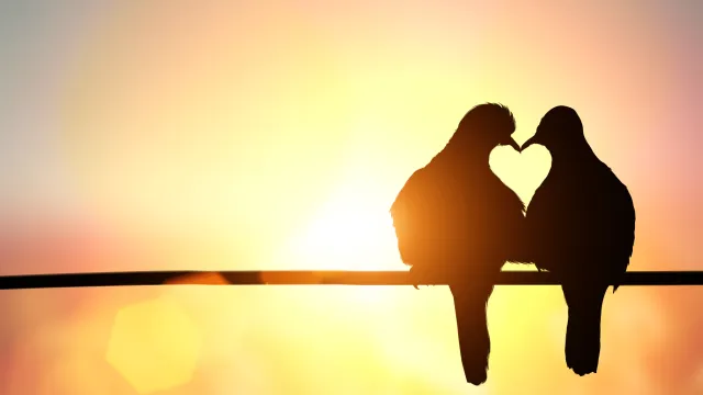 love birds on a birch at sunset - how do i tell if he loves me