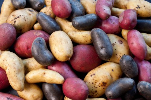 colorful variety of potatoes 