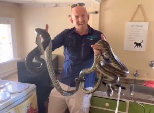 Woman Found Pythons Mating in Her Kitchen After Noticing Microwave Moving by Itself