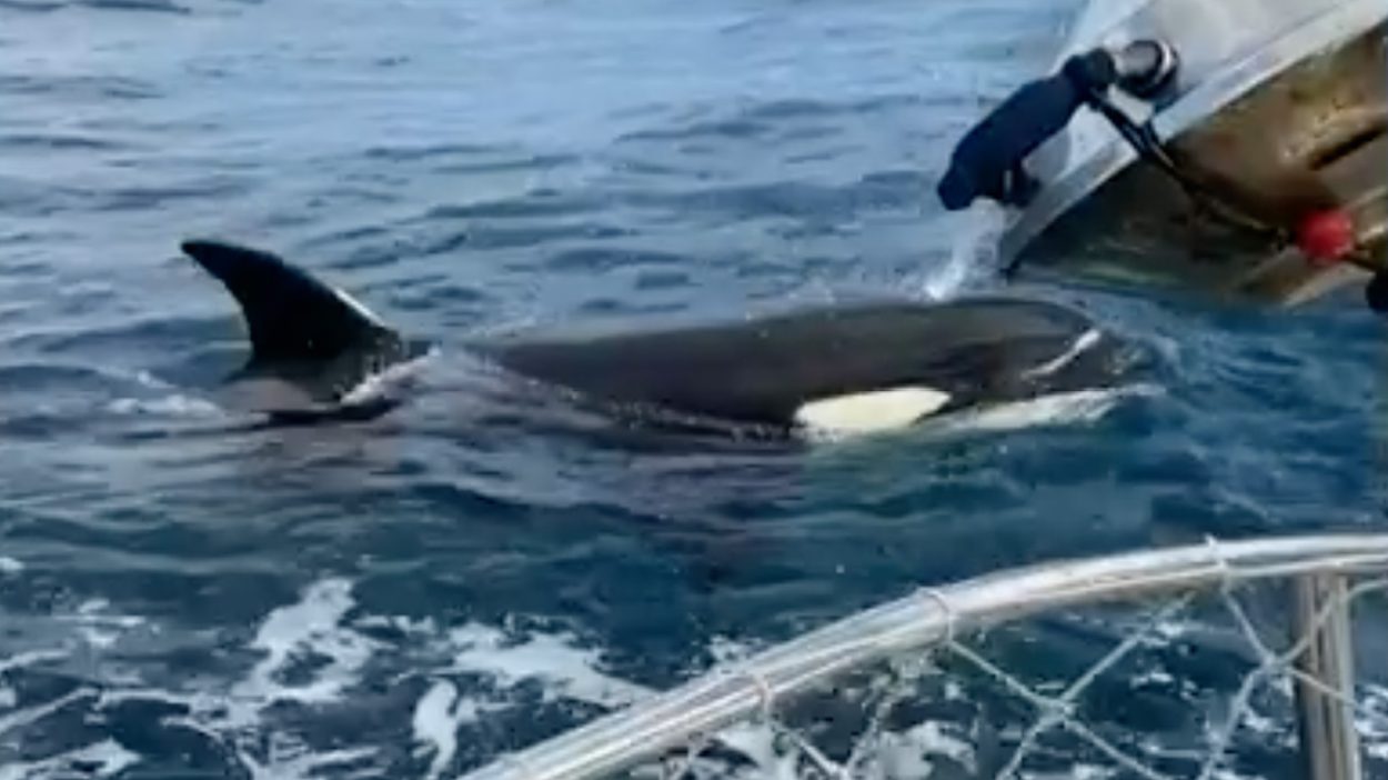 yachting world orca attacks