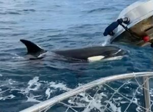 Violent Orcas Attack and Sink Boat in Atlantic, Circling the Surviving Crew