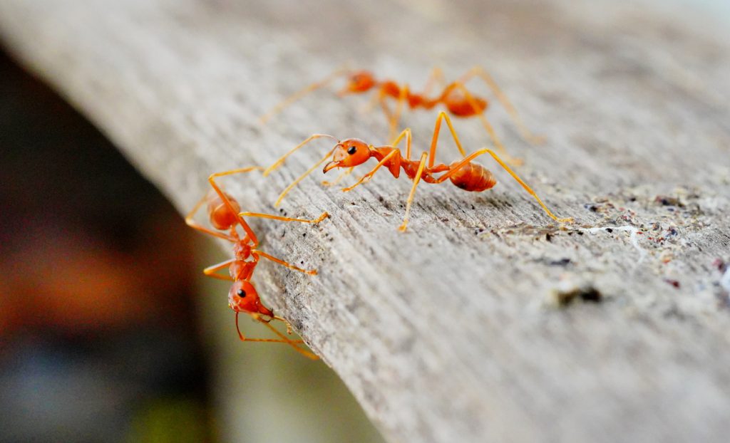Red fire ants sitting on a wooden plank