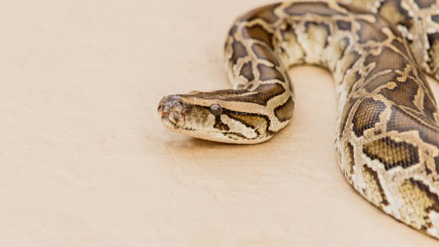 A reticulated python sitting on a wooden floor