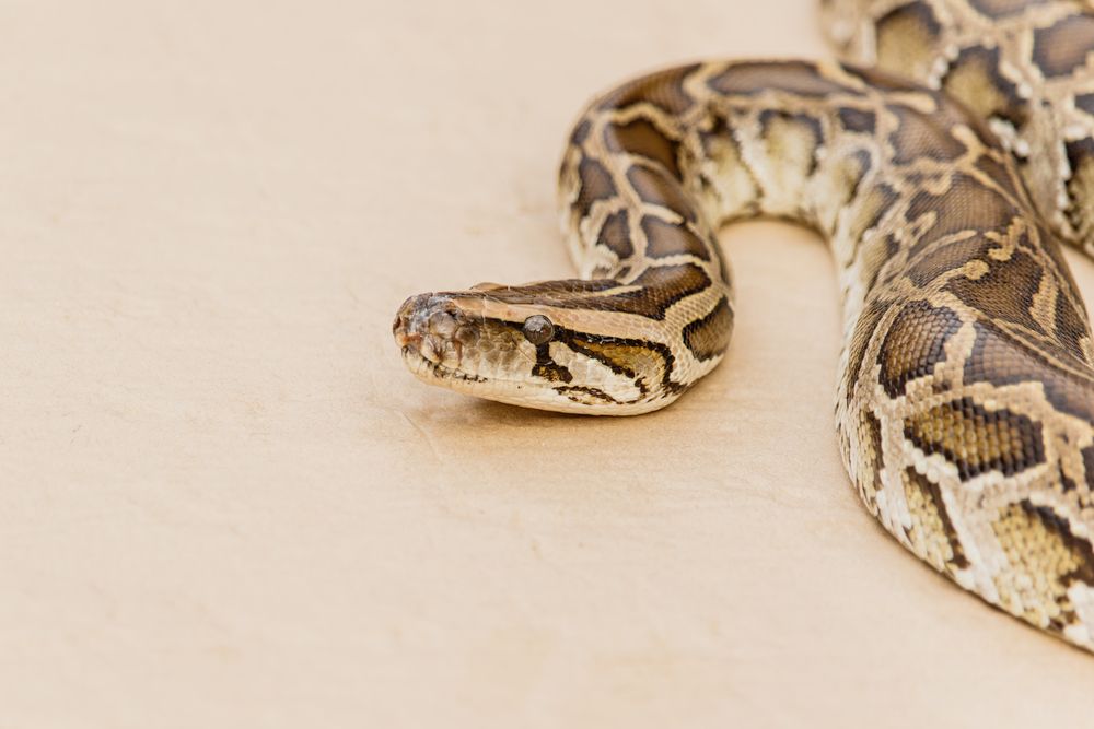 https://bestlifeonline.com/wp-content/uploads/sites/3/2022/11/reticulated-python-floor-keep-snakes-out-bedroom.jpg?quality=82&strip=all