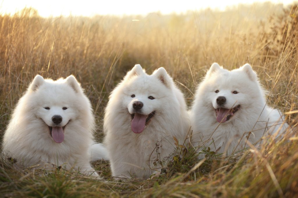 Three Samoyed dogs sitting in a grass field