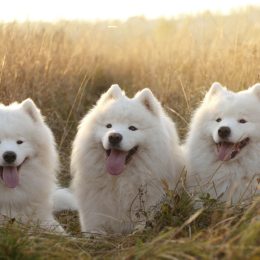 Three Samoyed dogs sitting in a grass field