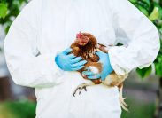 Scientists Are Close to Creating Genetically-Edited Chickens That are Resistant to Bird Flu and Could Prevent Egg Shortages