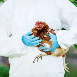 Scientists Are Close to Creating Genetically-Edited Chickens That are Resistant to Bird Flu and Could Prevent Egg Shortages