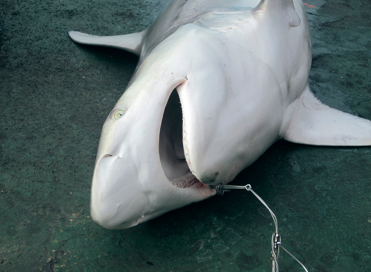 The Real Reason Why Sharks Are Facing Extinction — Best Life