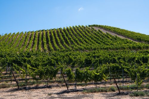 Vineyard in Buellton California