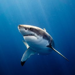 The Real Reason Why Sharks Are Facing Extinction