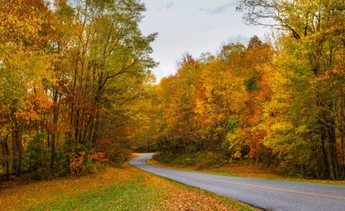 fall foliage along roadway
