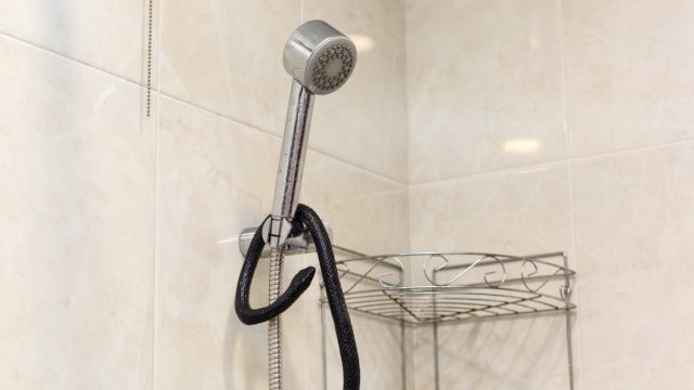 Snake Wrapped Around Shower Head