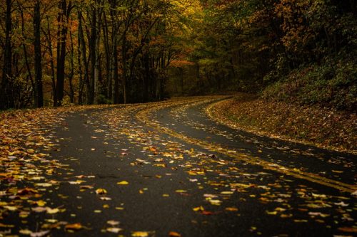 wet leaves on road