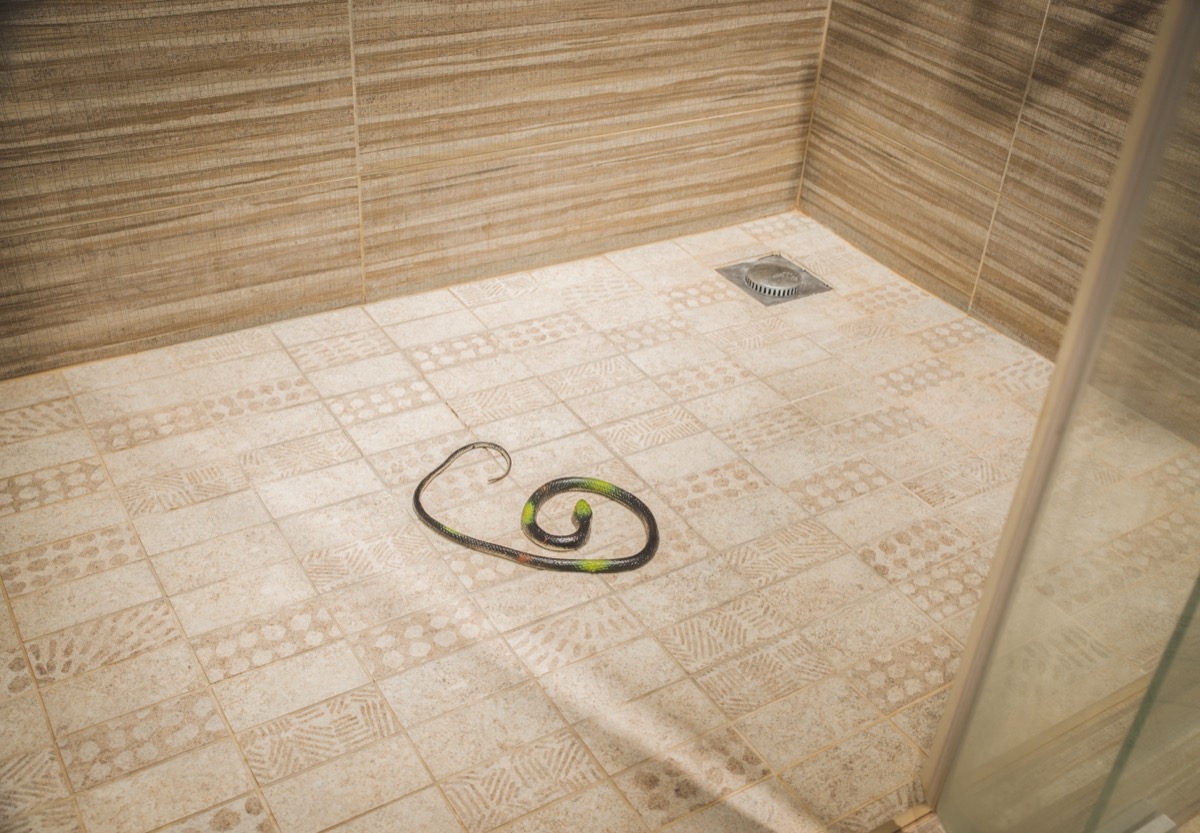 The No. 1 Way to Keep Snakes From Getting in Through Your Shower